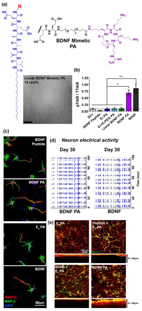 Using Self-Assembling Peptides to Integrate Biomolecules into ...
