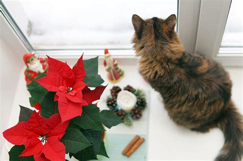 Are poinsettias poisonous to cats and dogs? | Homes and Gardens