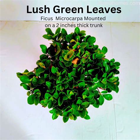 Buy Bonsai Plants & Trees Online in India - Abana Homes – abana homes