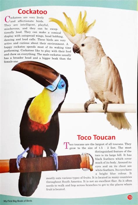 My First Big Book of Birds – Books and You