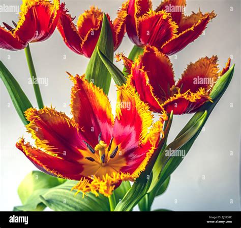 Tulip in spring in arrangemnt, red and yellow on white background Stock ...