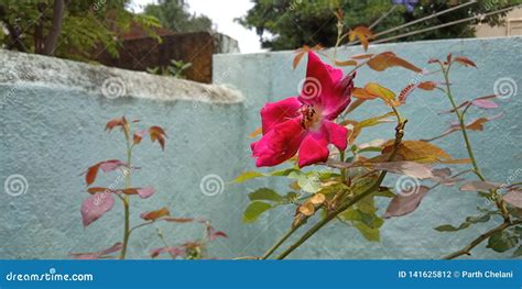 Image result for Flower Side View