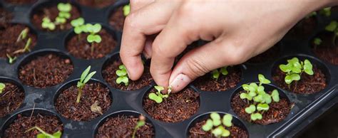 Why Organic? You Need to Know About This Indian Food Trend