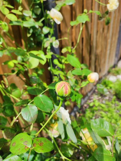 Different phases of Rose Charlotte in my garden : r/gardening
