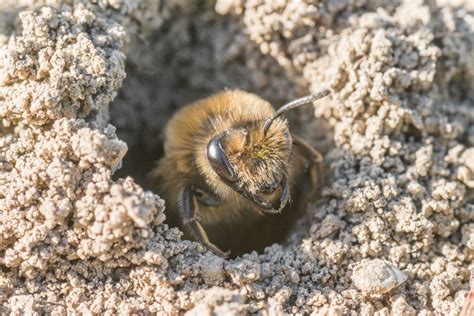 Images Of Ground Nesting Bees Ground Bee Identification? | OSU