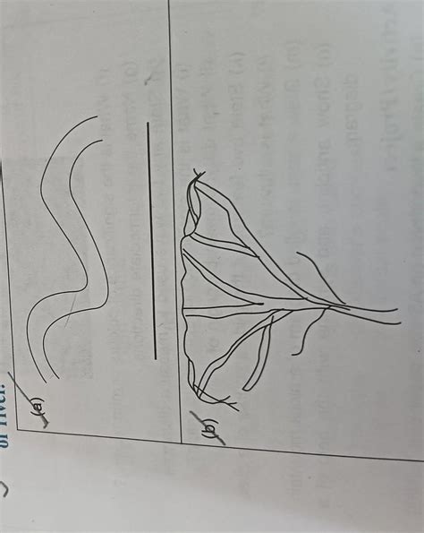 Identify the following diagram of - Brainly.in