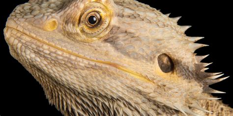 Yellow Bearded Dragons