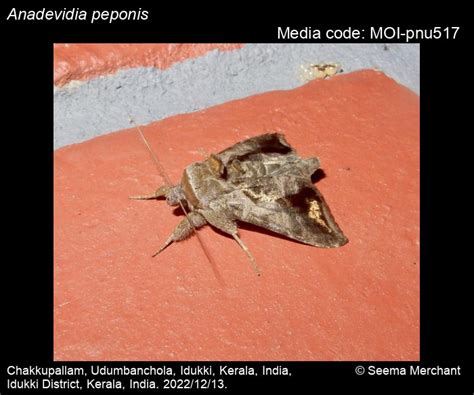 Anadevidia peponis | Moths