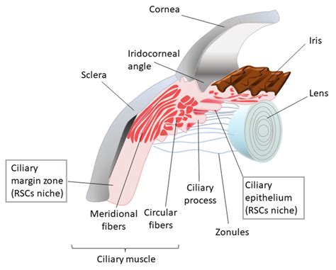 Biofabrication of Artificial Stem Cell Niches in the Anterior Ocular ...