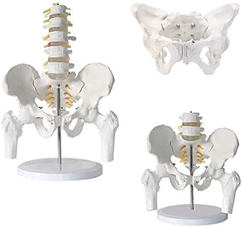 Buy IJNBHU Study Model Educational Dolls Pelvis Model Anatomy, Pelvis ...