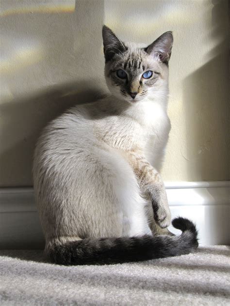 How To Tell If My Cat Is Siamese Mix at George Tarenorerer blog