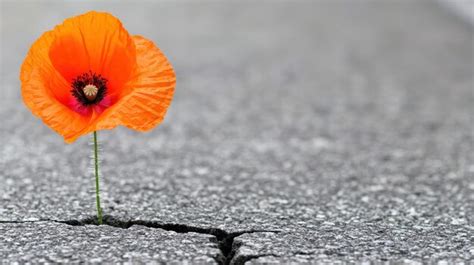 Poppy flower growing through crack in pavement | Premium AI-generated image