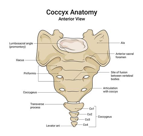 The Coccyx Bone Anatomy: Understanding Human Tailbone Anatomy - Anatomy ...