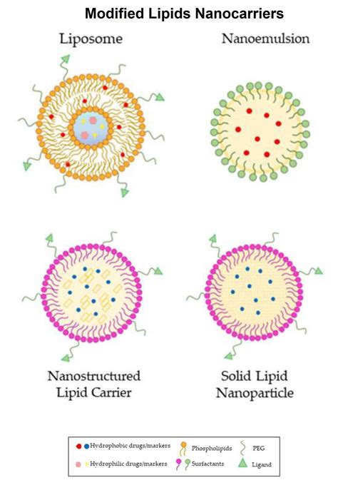 Lipid Polymer Example Lipids: Properties, Structure, Classification,