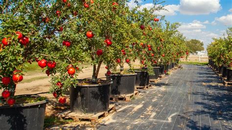 Pomegranate Tree Growing Tips 的图像结果