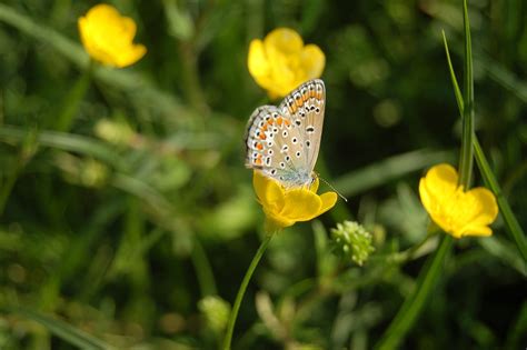 Image result for Simple Image of Butterfly Small Size