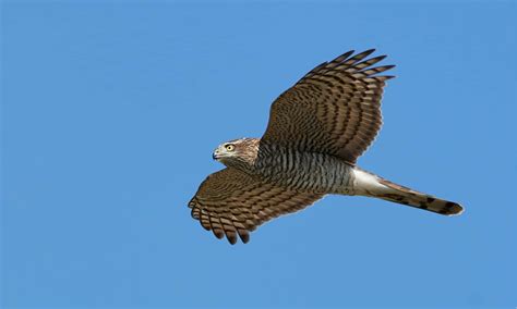 Hawk Predators: What Eats Hawks? - A-Z Animals