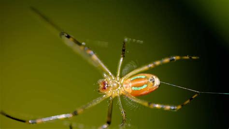 Spider Identification Yellow