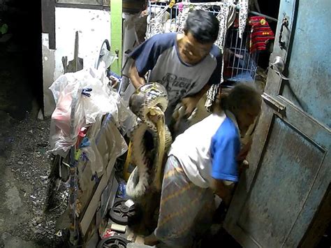 Monty Python Cat Beating 的图像结果