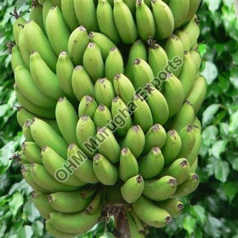 Fresh Vegetables Exporter & Wholesale Supplier from Tirupur