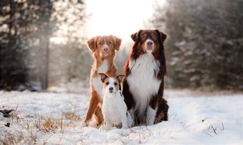How Cold Is Too Cold For Dogs, And When Does It Get Dangerous? - A-Z Animals