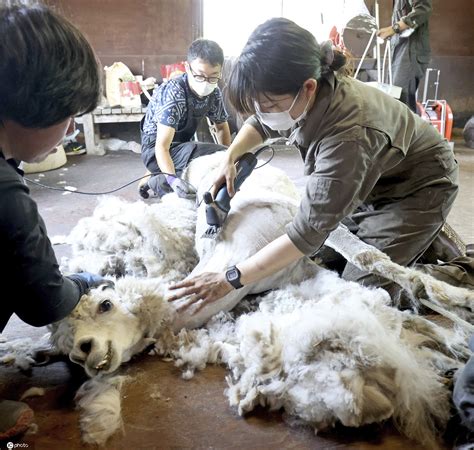 日本羊驼集体“脱毛”度夏天 剃毛后生无可恋