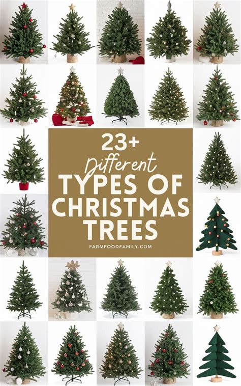 23+ Different Types Of Christmas Trees (With Pictures & Advantages)