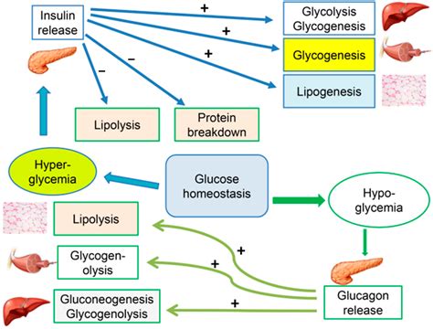 An Update on the Molecular and Cellular Basis of Pharmacotherapy in Type 2 Diabetes Mellitus