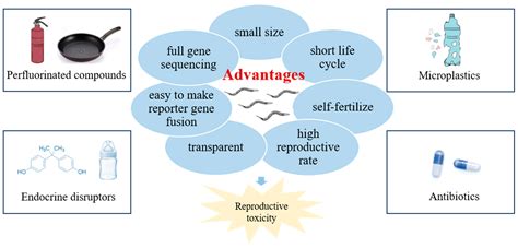 Reproductive Toxicity and Multi/Transgenerational Effects of Emerging ...
