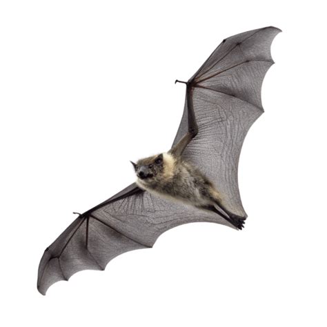 Image result for Bat Python Turtle