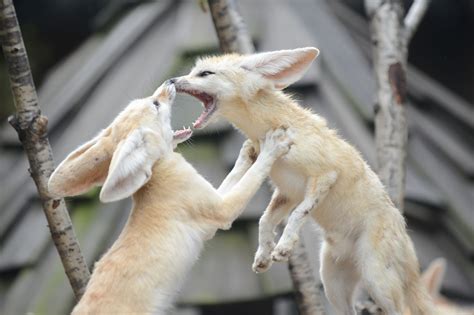 Fennec Fox Extinction 的图像结果