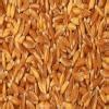 What is emmer wheat? - Brainly.in