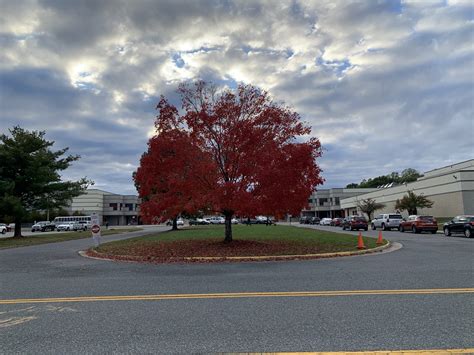 PHOTOS: A fall tradition-the tree in front of Chancellor High School - Fredericksburg Free Press