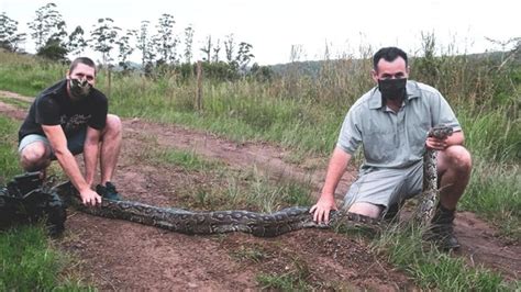 Image result for Python Constricts Goat