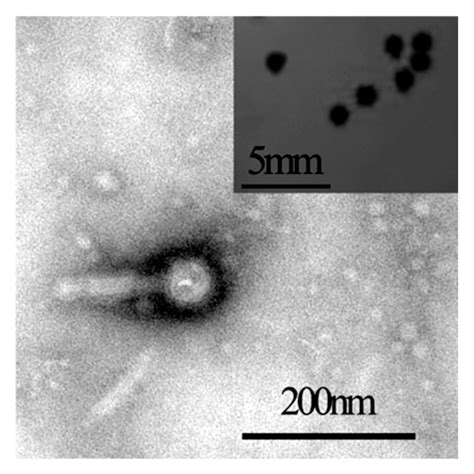 Ralstonia solanacearum Species Complex Resists Bacteriophage and/or ...