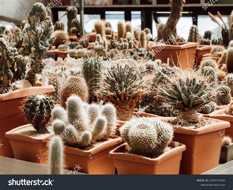 Large Collection Cacti Pots Various Types Stock Photo 2195773845 ...
