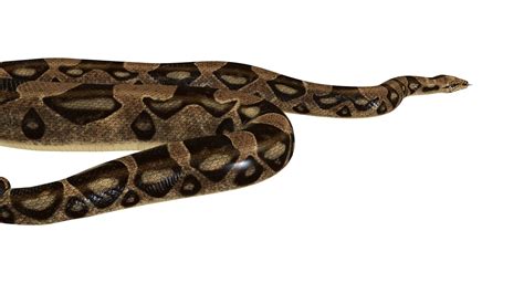 Image result for Python Reptile