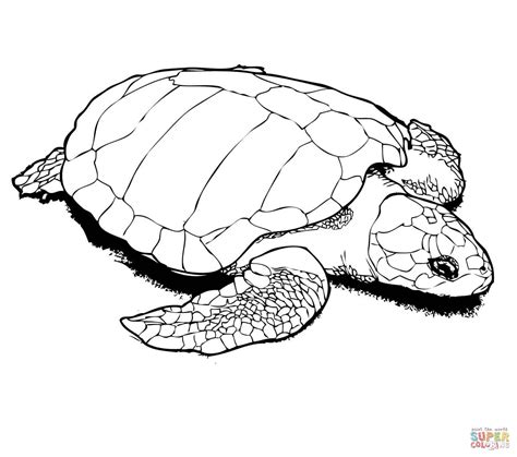 Sea Turtle Drawing Color at GetDrawings | Free download