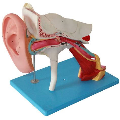 Buy Human Anatomical Model Detachable Ear Model - Human Giant Ear ...