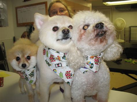 Dogs Best Friend Grooming Salon