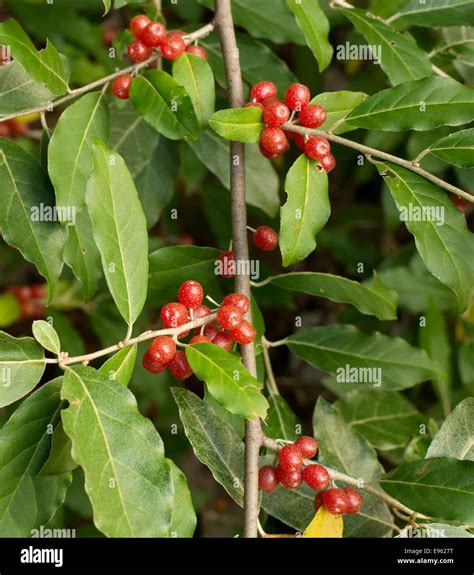 Ripe Autumn Olive Berries (Elaeagnus Umbellata) growing on a branch ...