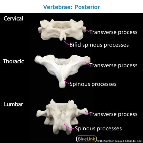 Gross Anatomy: Vertebral Column | ditki medical & biological sciences
