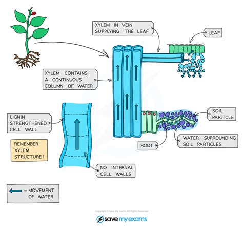 Transpiration - Year 9 PDF Download