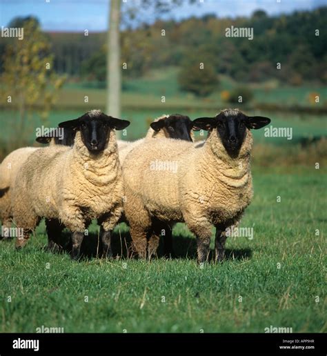 Suffolk sheep hi-res stock photography and images - Alamy
