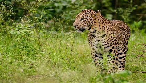 6 Best Wildlife Sanctuaries In Maharashtra To Explore In 2026!
