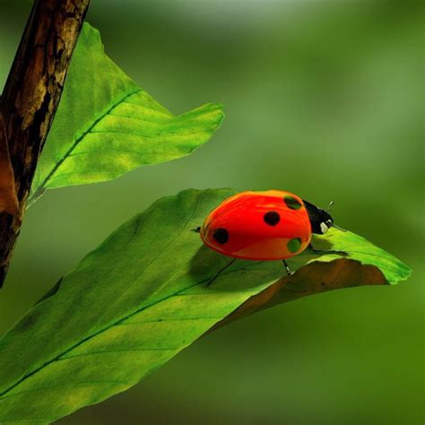 Ladybug - Posters by Sina Irani | Buy Posters, Frames, Canvas & Digital ...