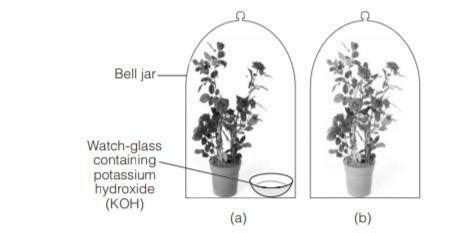Describe the experiment, with diagram, showing that carbon dioxide gas ...