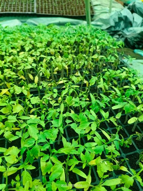 TNAU Agritech Portal :: Crop Protection