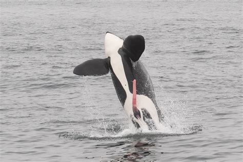 Orca Eating Penguin
