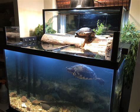 Image result for Turtle Fish Tank